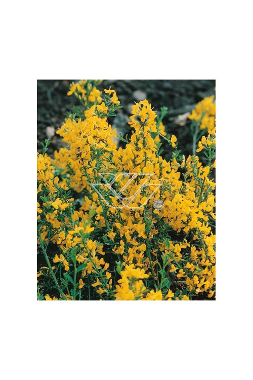 Janowiec włosisty 'Yellow Spreader' Genista pilosa