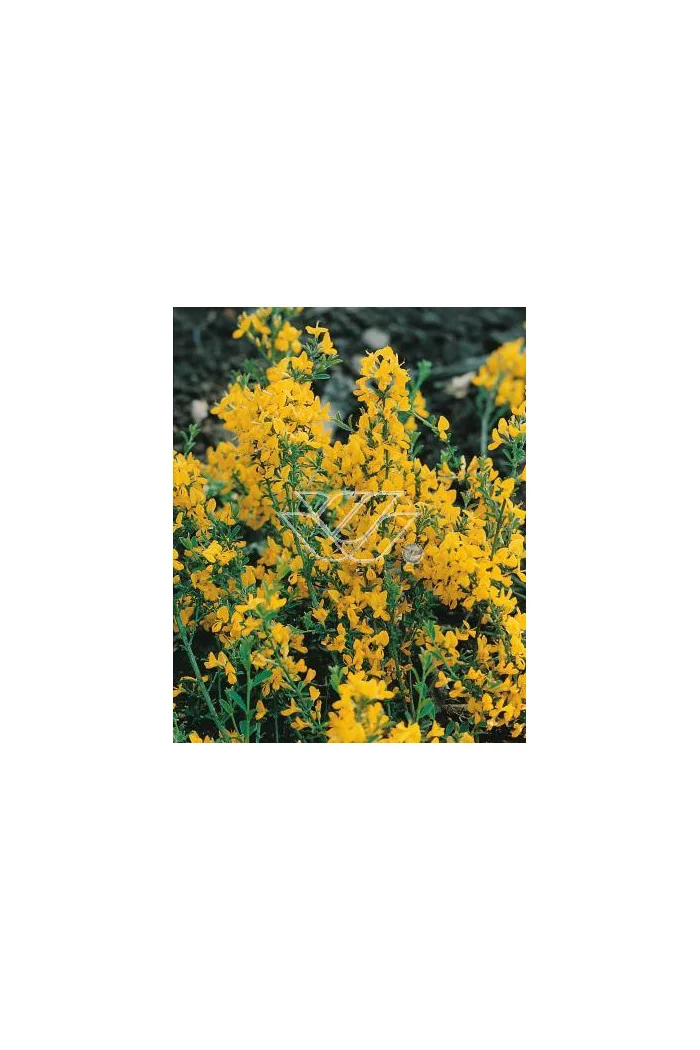 Janowiec włosisty 'Yellow Spreader' Genista pilosa