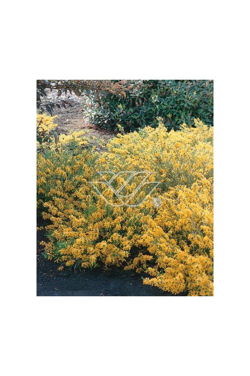 Janowiec włosisty 'Yellow Spreader' Genista pilosa