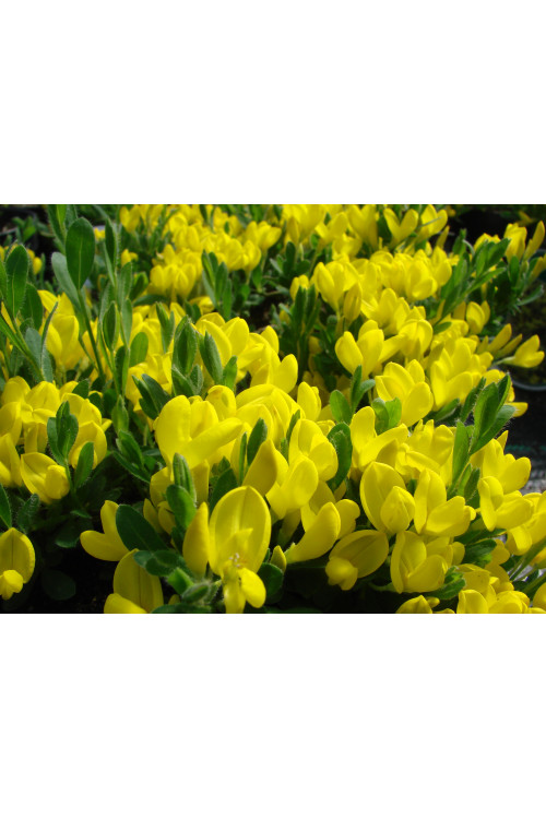 Janowiec włosisty 'Yellow Spreader' Genista pilosa