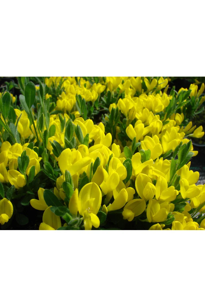 Janowiec włosisty 'Yellow Spreader' Genista pilosa