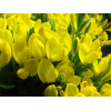 Janowiec włosisty 'Yellow Spreader' Genista pilosa