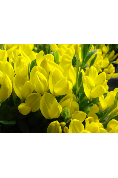 Janowiec włosisty 'Yellow Spreader' Genista pilosa