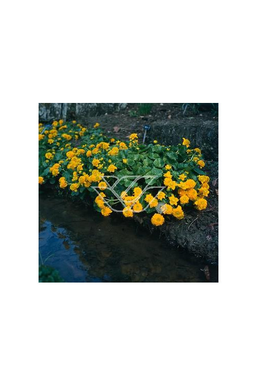 Kaczeniec błotny 'Plena' | Caltha palustris