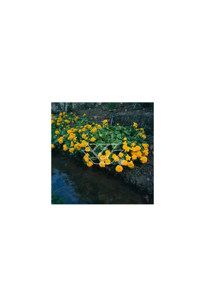 Kaczeniec błotny 'Plena' | Caltha palustris