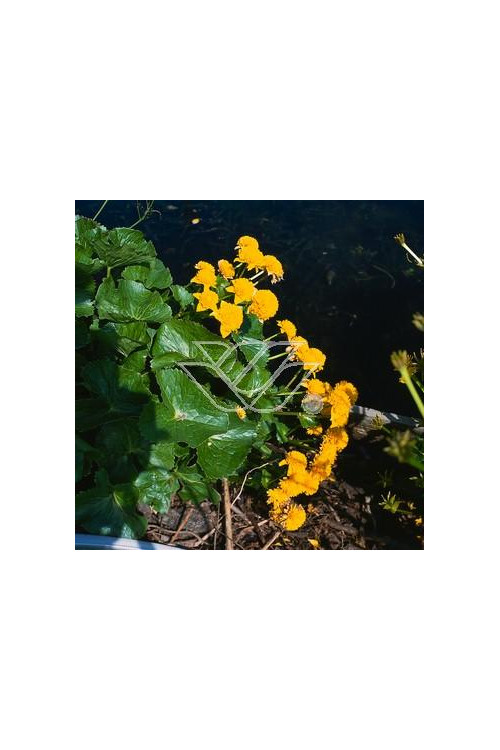 Kaczeniec błotny 'Plena' | Caltha palustris