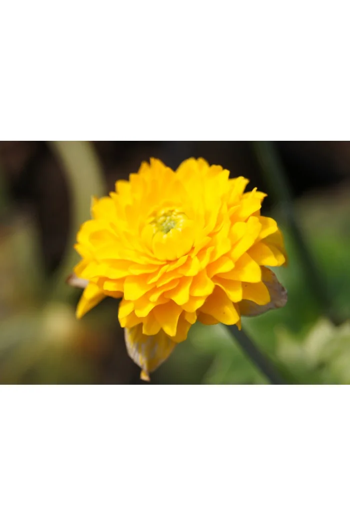 Kaczeniec błotny 'Plena' | Caltha palustris