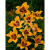 Liliowiec 'Bonanza' | Hemerocallis