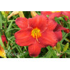 Liliowiec 'Chicago Apache' | Hemerocallis