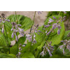 Funkia 'Sum and Substance' Hosta