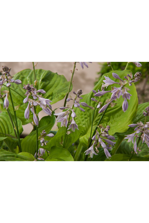 Funkia 'Sum and Substance' Hosta