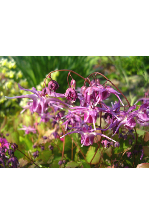 Epimedium wielkokwiatowe 'Lilafee' | Epimedium grandiflorum