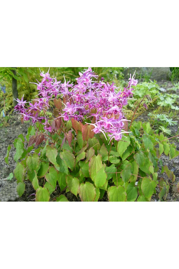 Epimedium wielkokwiatowe 'Lilafee' | Epimedium grandiflorum