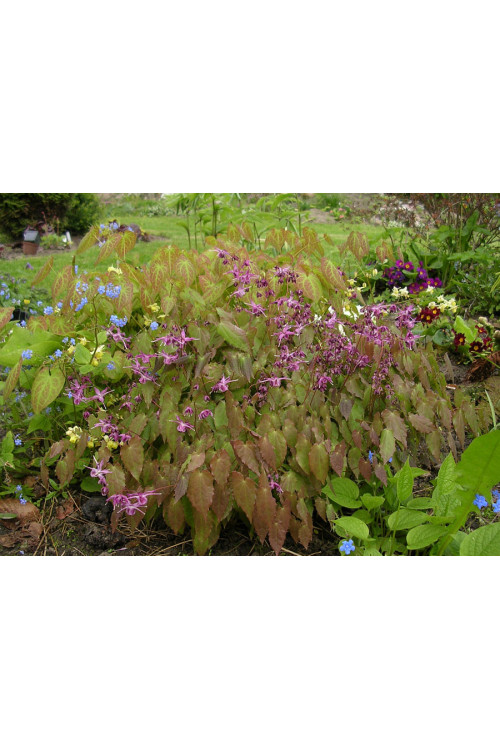 Epimedium wielkokwiatowe 'Lilafee' | Epimedium grandiflorum