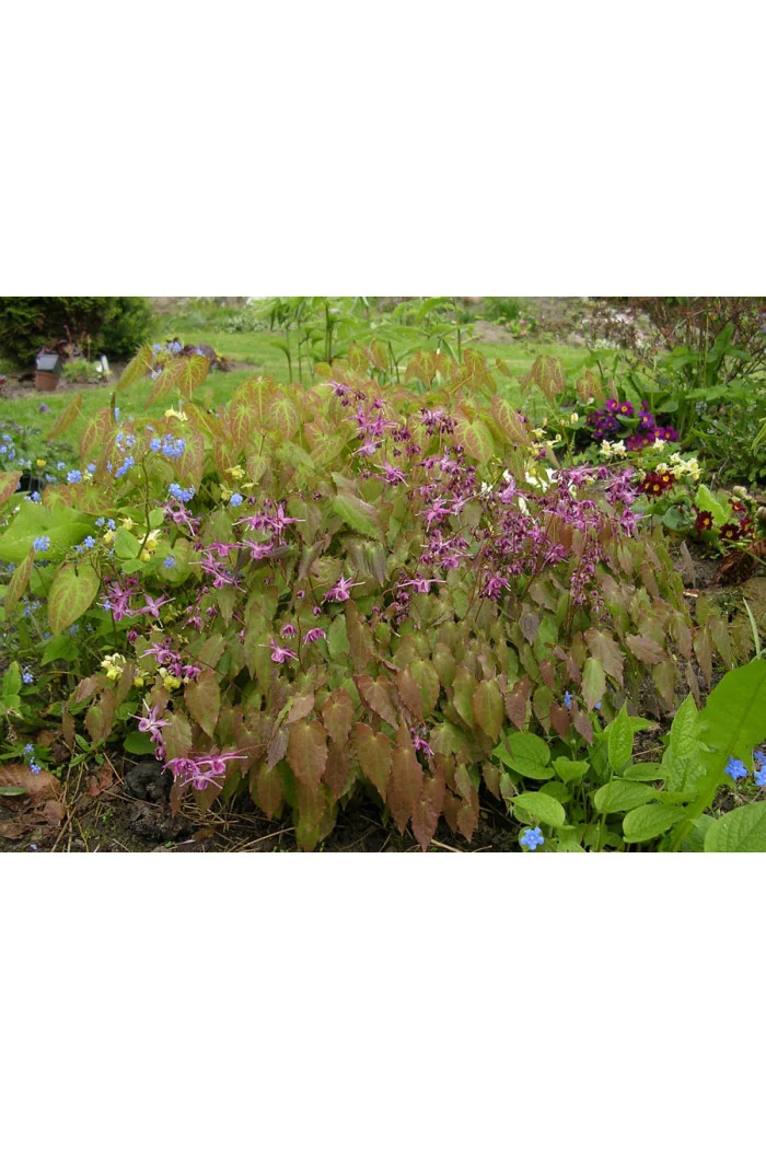 Epimedium wielkokwiatowe 'Lilafee' | Epimedium grandiflorum