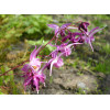 Epimedium wielkokwiatowe 'Lilafee' | Epimedium grandiflorum