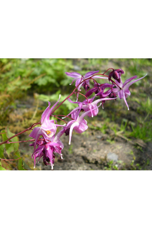 Epimedium wielkokwiatowe 'Lilafee' | Epimedium grandiflorum