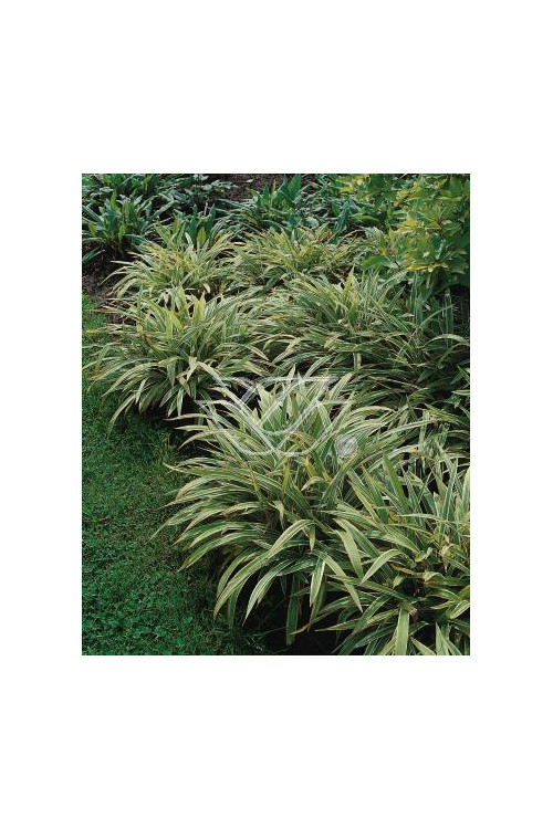 Turzyca rzędowa 'Variegata' | Carex siderosticha