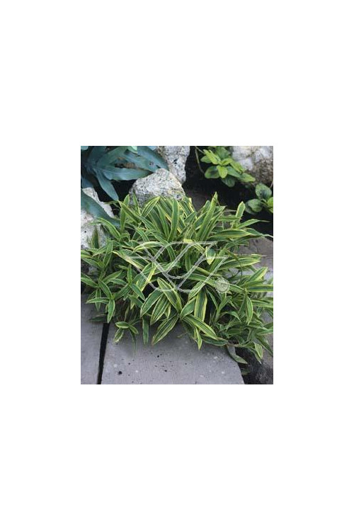 Turzyca rzędowa 'Variegata' | Carex siderosticha