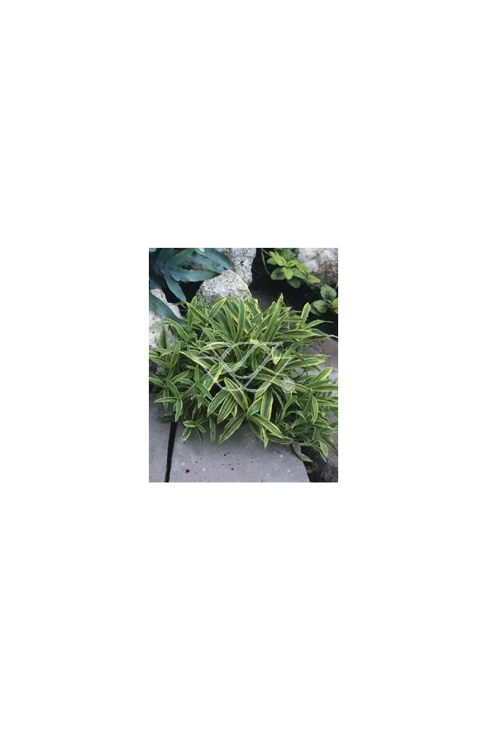 Turzyca rzędowa 'Variegata' | Carex siderosticha