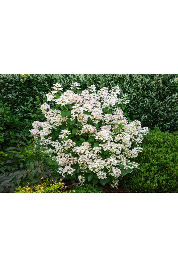 Hortensja bukietowa 'Wim's Red' | Hydrangea paniculata