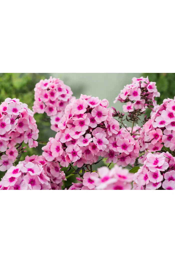 Floks wiechowaty 'Bright Eyes' | Phlox panniculata