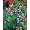 Tojad 'Bicolor' Aconitum cammarum