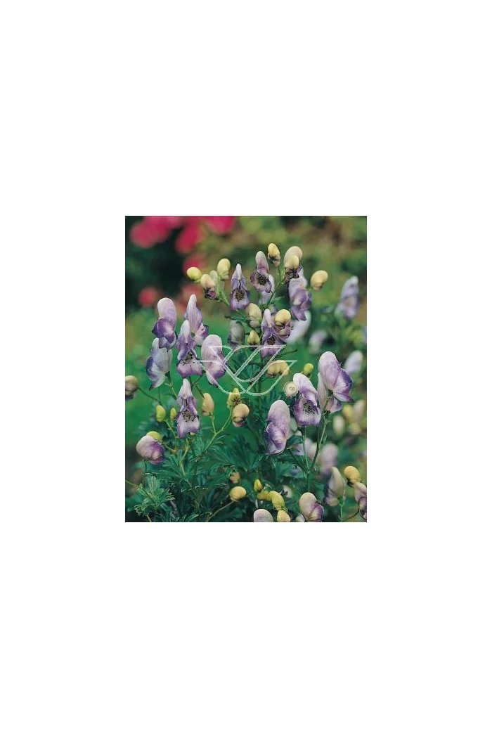 Tojad 'Bicolor' Aconitum cammarum