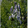 Tojad 'Bicolor' Aconitum cammarum
