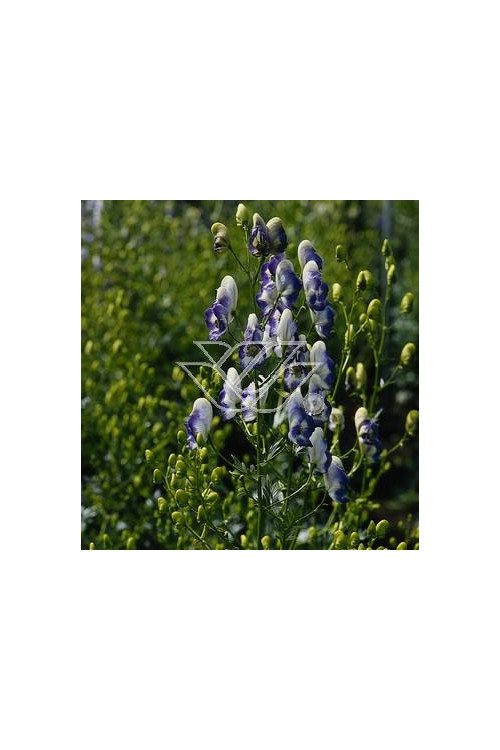Tojad 'Bicolor' Aconitum cammarum