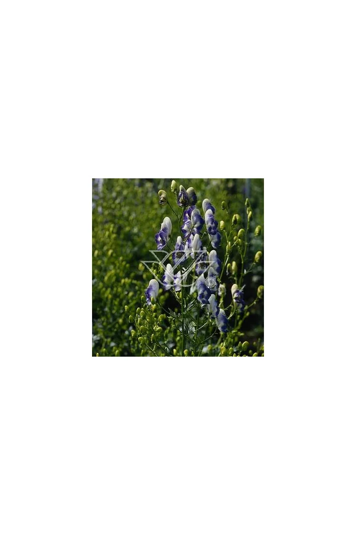 Tojad 'Bicolor' Aconitum cammarum
