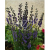 Tojad mocny Aconitum napellus
