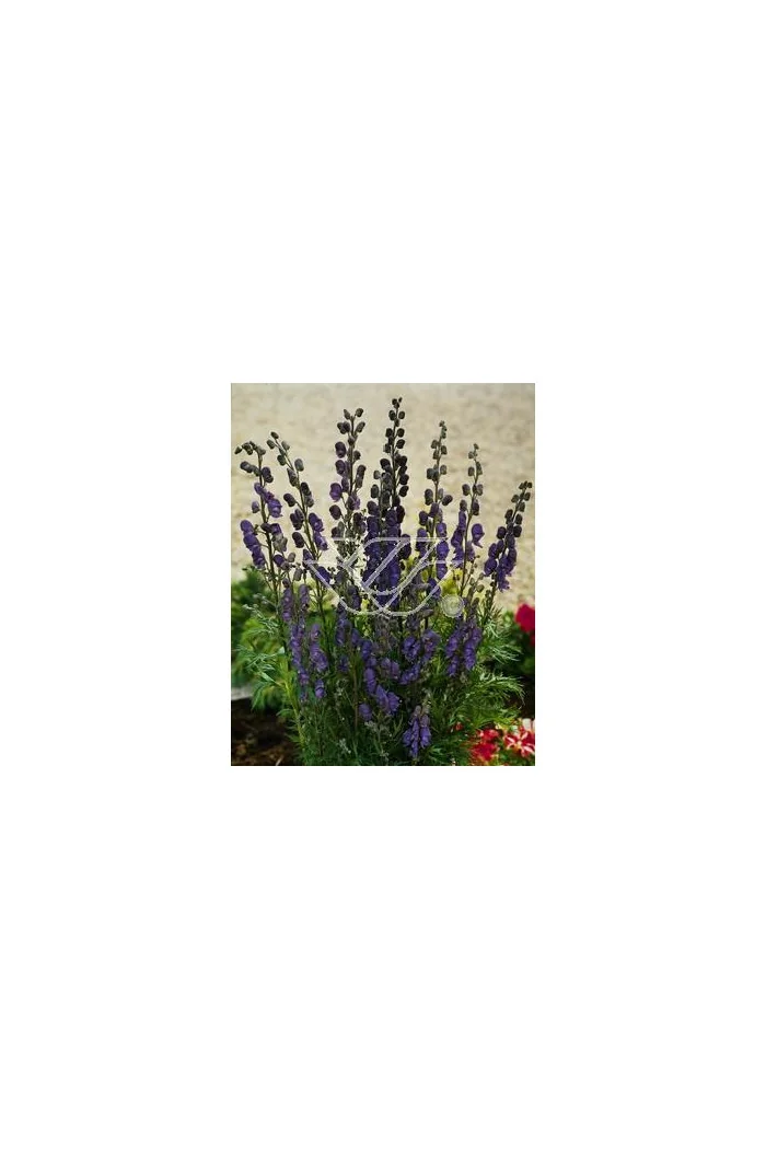 Tojad mocny Aconitum napellus