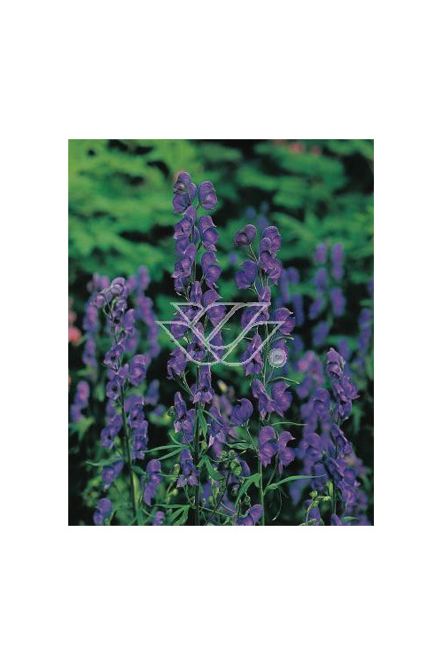 Tojad mocny Aconitum napellus