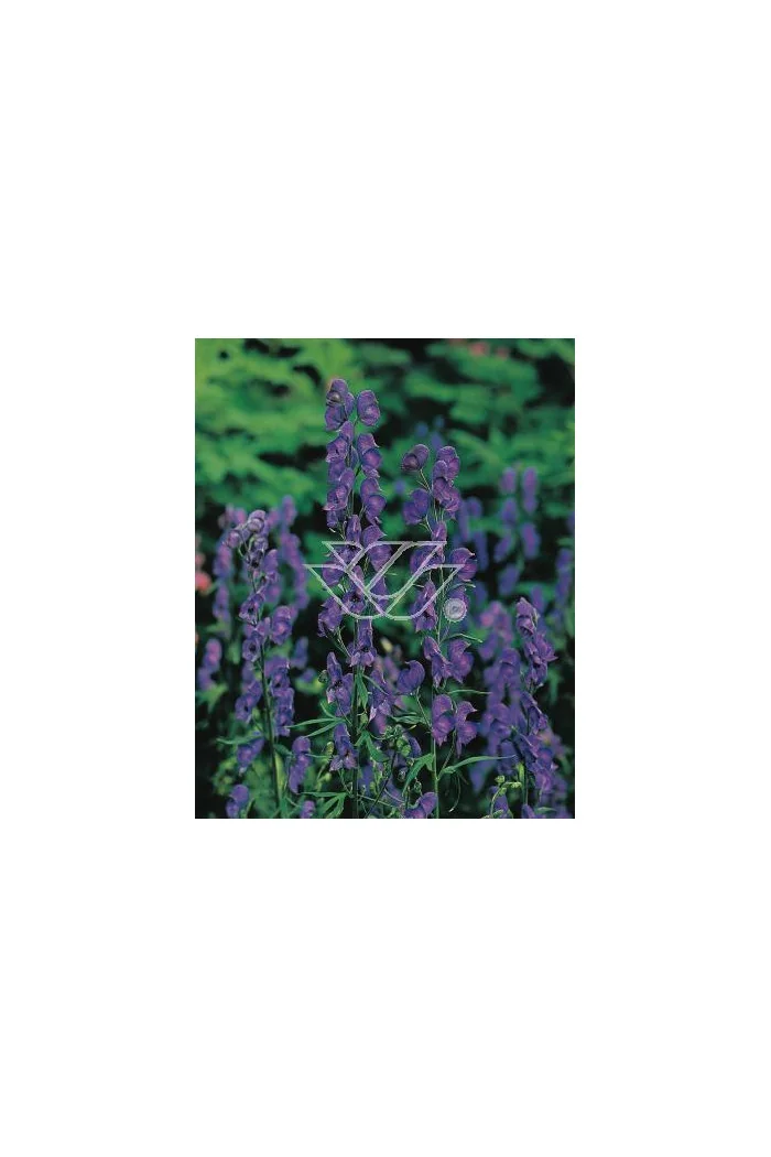 Tojad mocny Aconitum napellus