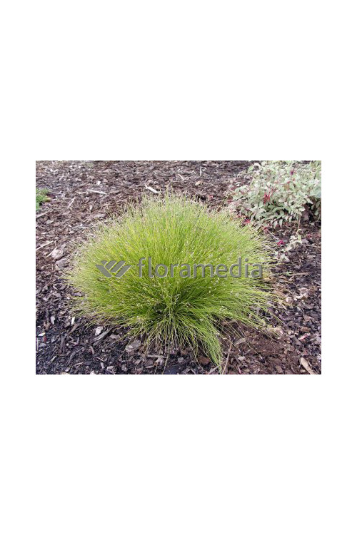 Sitniczka zwisła | Isolepis cernua