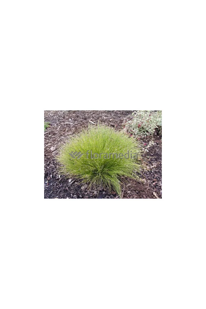 Sitniczka zwisła | Isolepis cernua