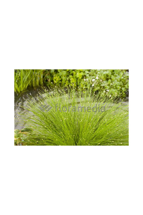 Sitniczka zwisła | Isolepis cernua