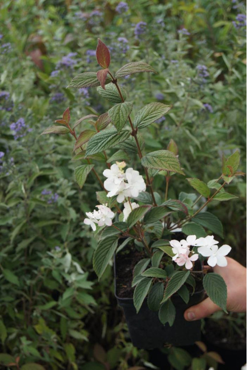 Kalina japońska 'Pink Beauty' | Viburnum plicatum