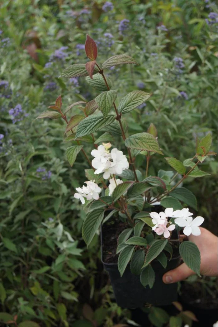 Kalina japońska 'Pink Beauty' | Viburnum plicatum