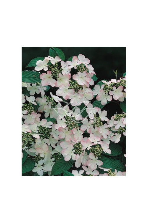 Kalina japońska 'Pink Beauty' | Viburnum plicatum
