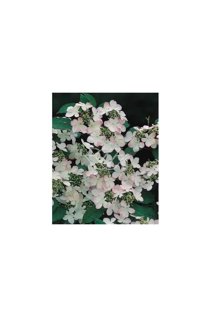 Kalina japońska 'Pink Beauty' | Viburnum plicatum