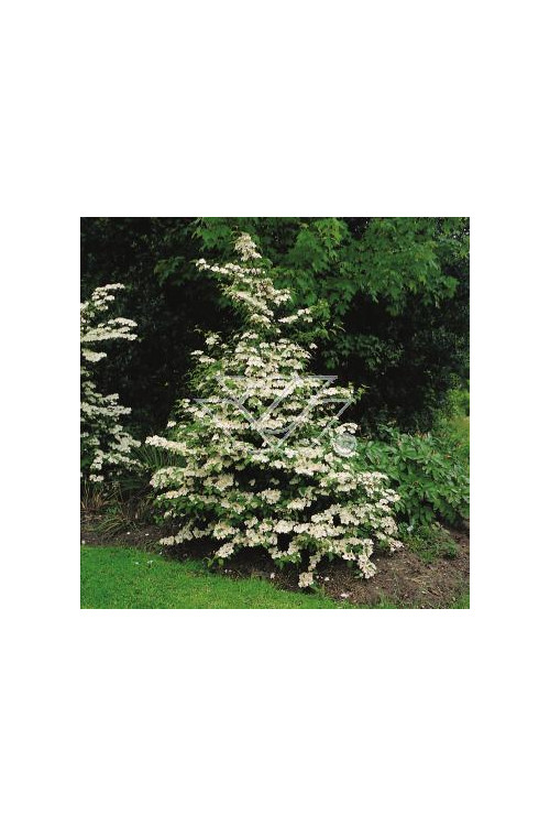 Kalina japońska 'Pink Beauty' | Viburnum plicatum