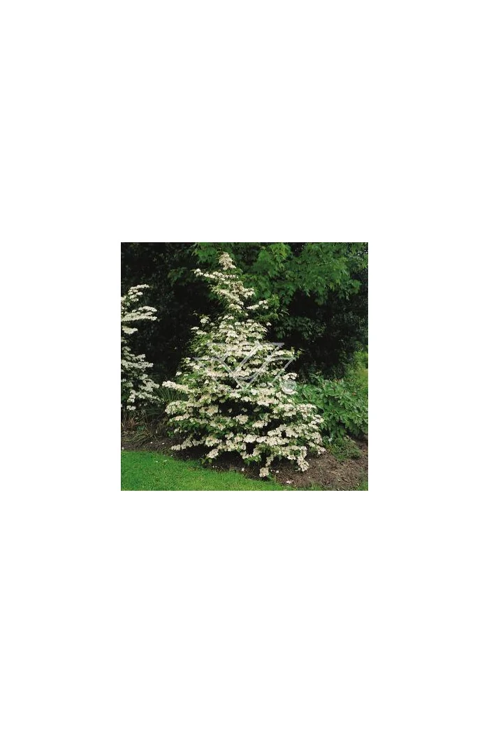 Kalina japońska 'Pink Beauty' | Viburnum plicatum