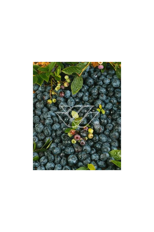 Borówka średnia (amerykańska) 'Putte' Vaccinium corymbosum