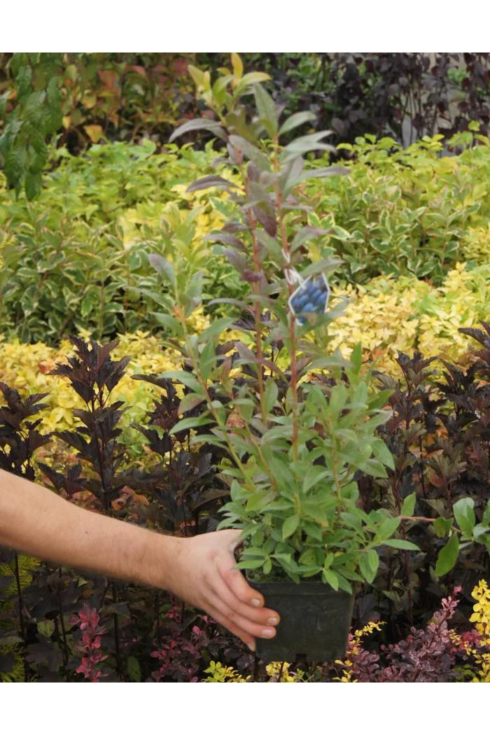 Borówka średnia (amerykańska) 'Putte' Vaccinium corymbosum