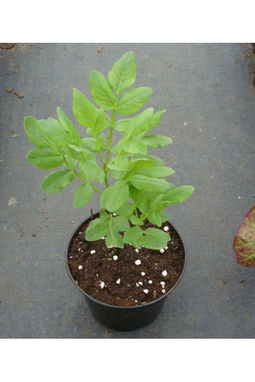 Dyptam jesionolistny | Dictamnus albus