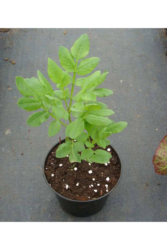 Dyptam jesionolistny | Dictamnus albus