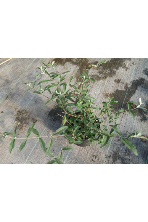 Budleja Dawida 'Summer Beauty' | Buddleja dawidii