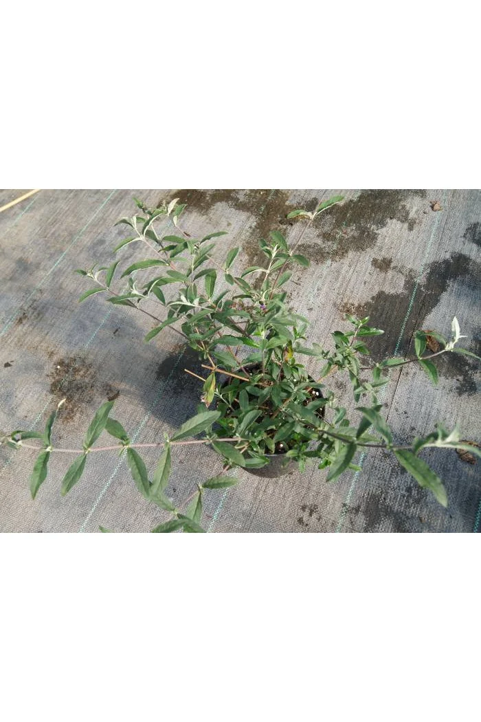 Budleja Dawida 'Summer Beauty' | Buddleja dawidii